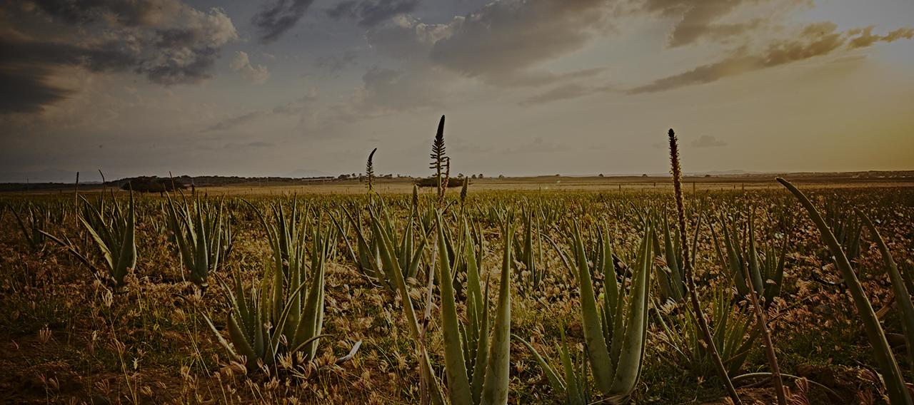 Forever plantatie aloe vera Forever plantatie aloe vera